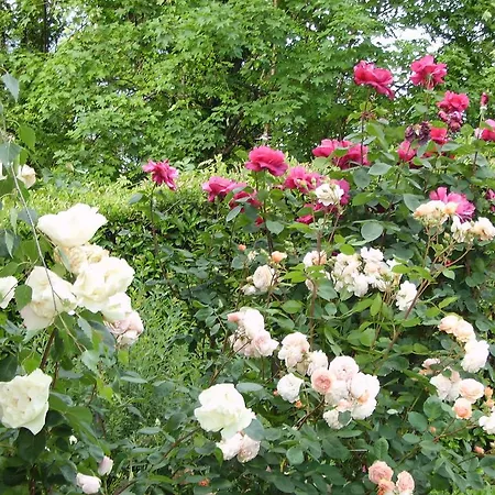 B&B Madonna Della Neve